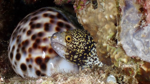 Sterrenmurene (Echidna nebulosa) — Muraenidae — 3