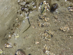 Eulalia microphylla