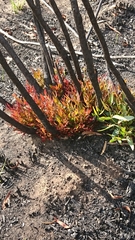 Eucalyptus stricta