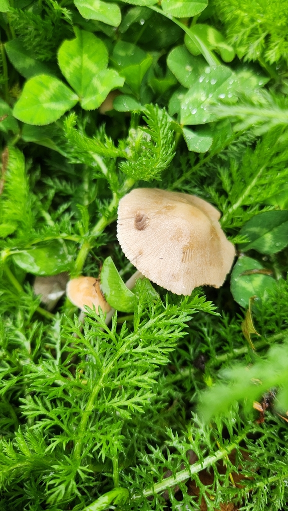 Candolleomyces candolleanus · January 2026 · photo: © squidney8 (iNaturalist, cc0)
