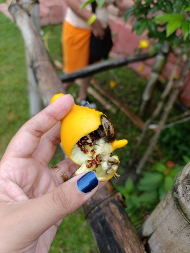 nipplefruit