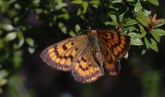 Lycaena salustius