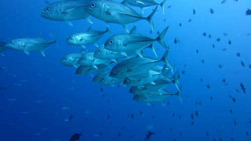 Schooling bigeye trevally