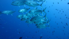Schooling bigeye trevally