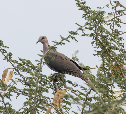 Red-eyed Dove