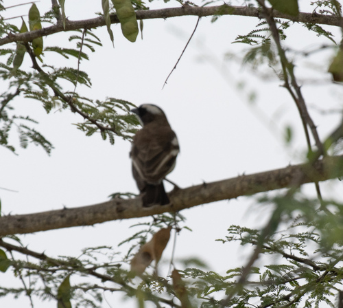 White-browed Sparrow-Weaver