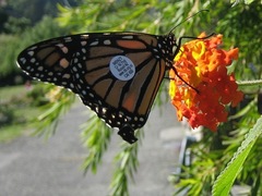 Danaus plexippus