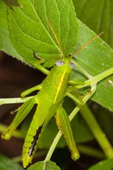 Austracris guttulosa
