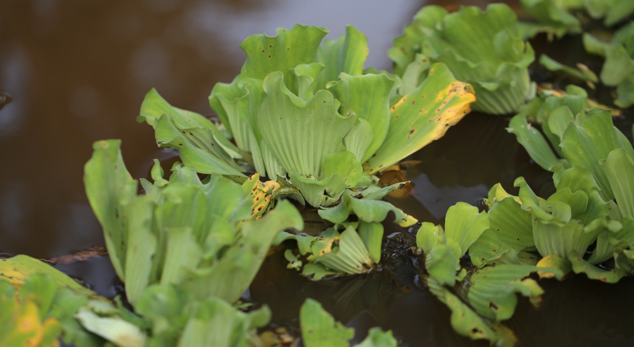 Pistia stratiotes (Pistia stratiotes)