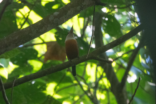 Vanuatu Kingfisher (Todiramphus farquhari)