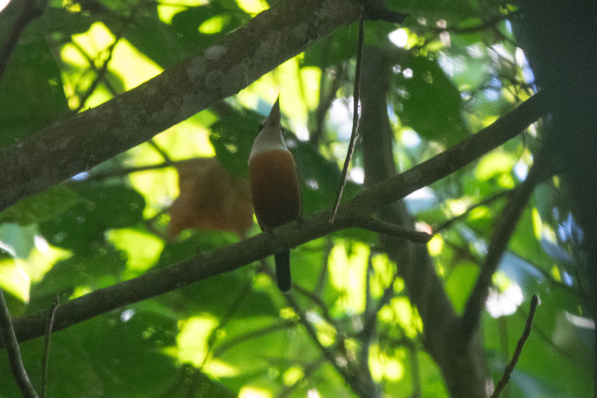 Vanuatu Kingfisher (Todiramphus farquhari), photo 1