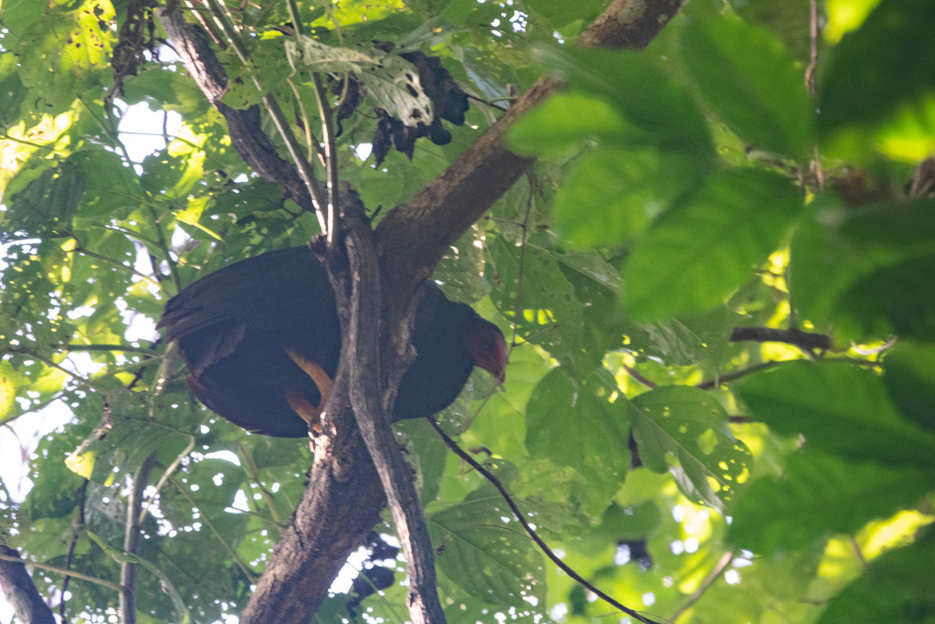 Vanuatu Megapode photo
