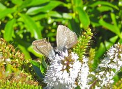Zizina otis labradus