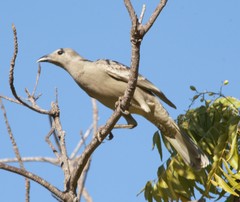 Chlamydera nuchalis