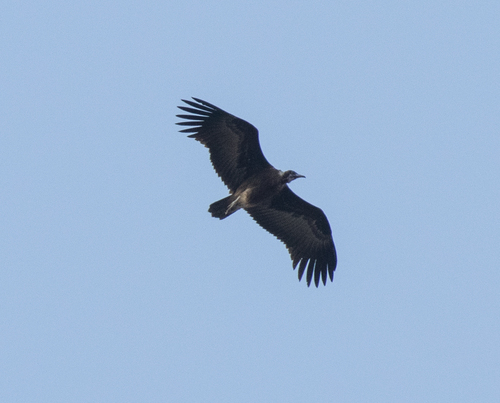Hooded Vulture