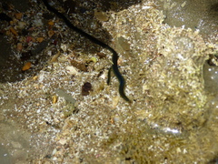 Eulalia microphylla
