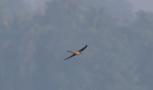 Asian Palm Swift (Cypsiurus balasiensis), photo 1