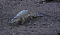 Crocodylus johnstoni