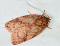 Oligoloba severa