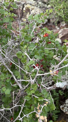 Baja California Currant (Ribes tortuosum)