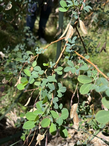 Clover-leaved Poison (Goodia lotifolia)