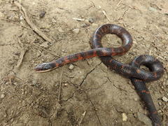 Erythrolamprus epinephalus pseudocobella