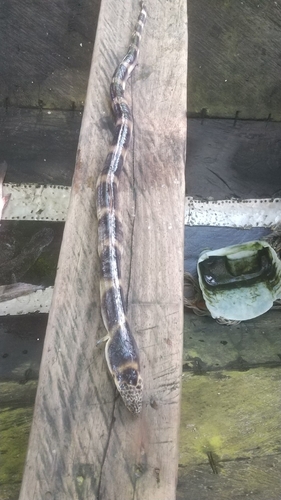Gebande slangaal (Pisodonophis semicinctus) — Ophichthidae — 3