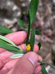 Alex Stuart, CC BY, iNaturalist via GBIF Beyeria viscosa, photograph Alex Stuart, CC BY, iNaturalist via GBIF
