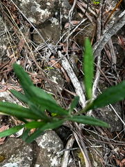 Beyeria viscosa, photograph Alex Stuart, CC BY, iNaturalist via GBIF
