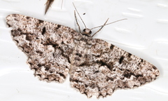 Hypomecis externaria