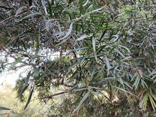 Taiwan Acacia