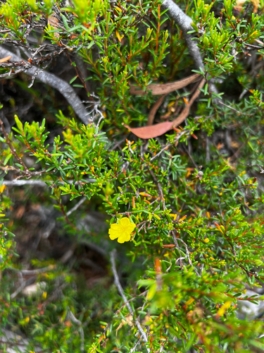 Erect Guinea-flower (Hibbertia riparia)