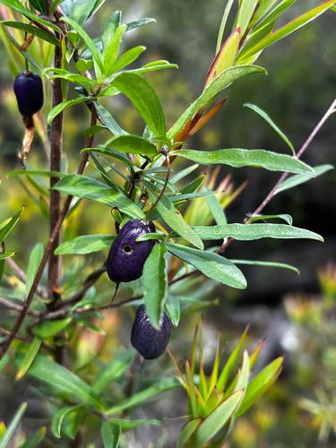 Billardiera macrantha, photograph 4
