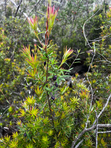 Billardiera macrantha, photograph 5