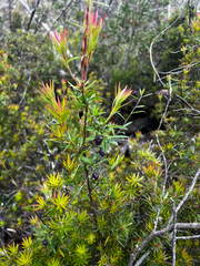 (c) Alex Stuart, some rights reserved (CC BY) Billardiera macrantha, photograph (c) Alex Stuart, some rights reserved (CC BY)