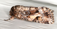 Spodoptera umbraculata