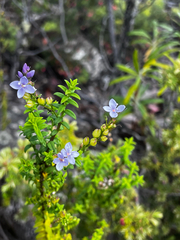 Veronica formosa, photograph (c) Alex Stuart, some rights reserved (CC BY)