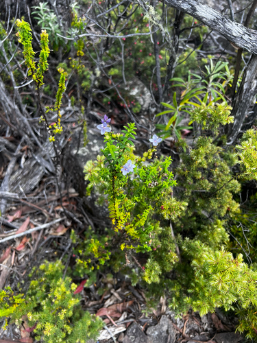 Veronica formosa, photograph 4
