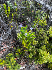 Veronica formosa, photograph (c) Alex Stuart, some rights reserved (CC BY)