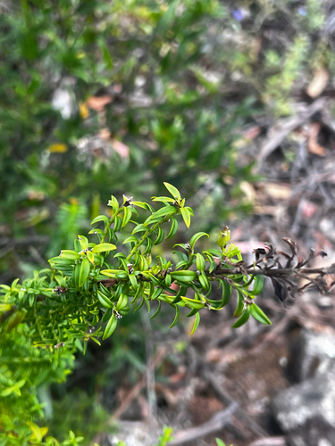 speedwell bush (Veronica formosa)