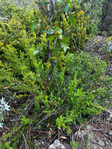 Veronica formosa, photograph 2