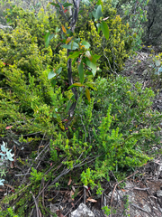 Veronica formosa, photograph (c) Alex Stuart, some rights reserved (CC BY)