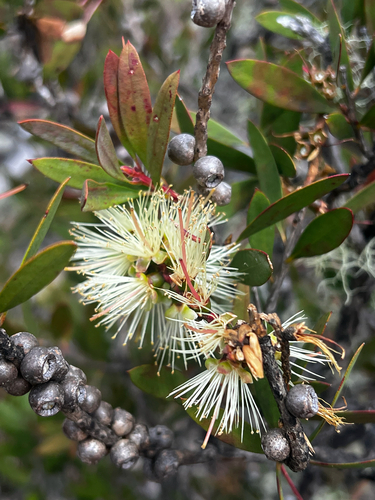 Lemon Bottlebrush (Melaleuca pallida)