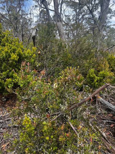 Melaleuca pallida, photograph 3