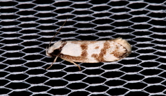 Palimmeces variegata