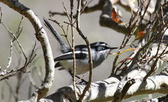 Fairy Flycatcher photo 3