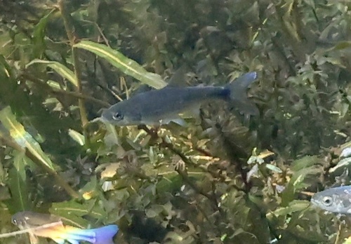 Blue chub (Gila coerulea) — Cyprinidae — 4
