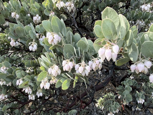 hoary manzanita (Arctostaphylos canescens)