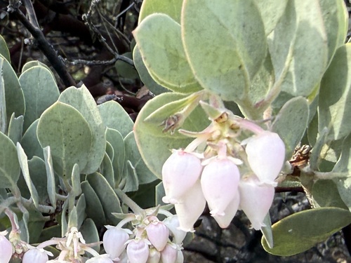 Arctostaphylos canescens, photograph 3