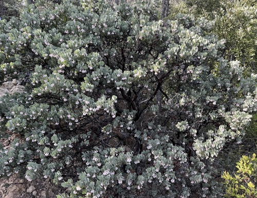 Arctostaphylos canescens, photograph 4